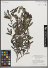 Foto von Salix purpurea L.